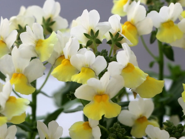 芳香宿根ネメシア・アロマンス「バニラシトロン」(3.5号ポット)