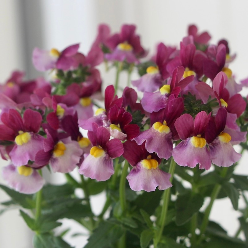 ネメシア・アロマンス「バニラチェリー」(3号ロングポット)