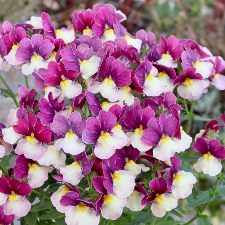 ネメシア・アロマンス「ライチグレープ」(3号ロングポット)