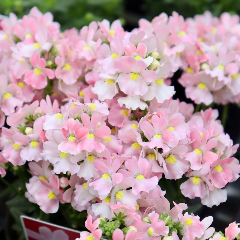 ゲブラさんのネメシア・メーテル「エレーヌ」(3.5号ポット)