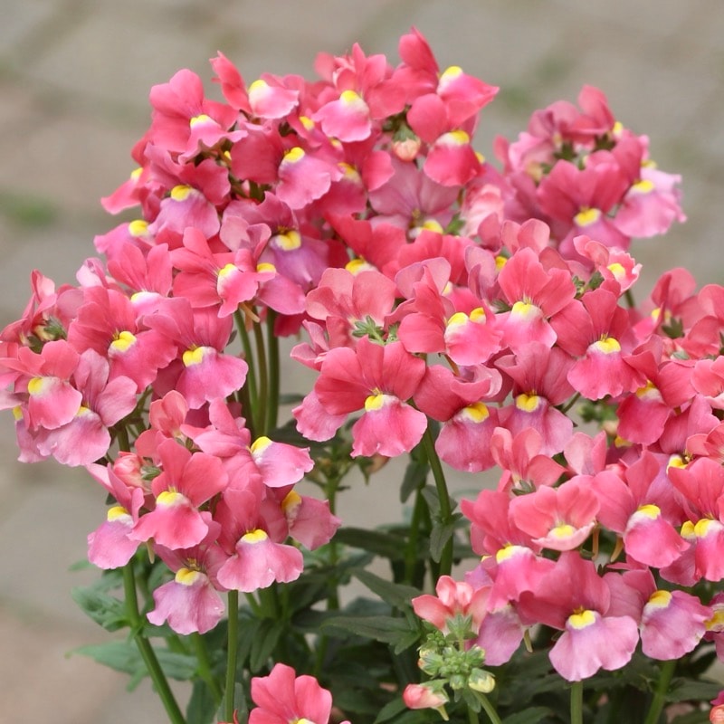 ゲブラさんのネメシア・メーテル「サーモンピンク」(3.5号ポット)