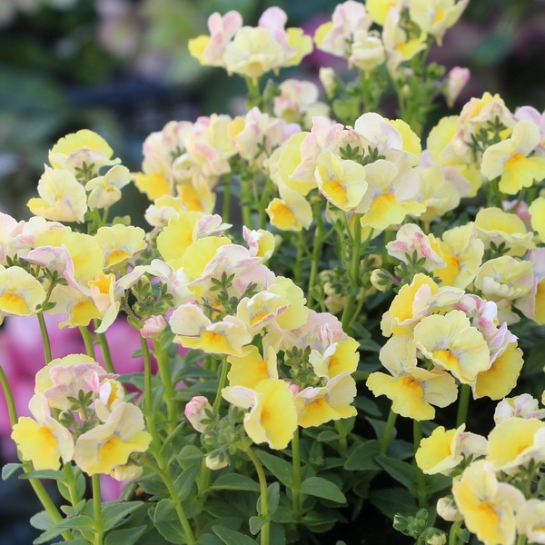 ゲブラさんのネメシア・メーテル「ターメリック」(3.5号ポット)