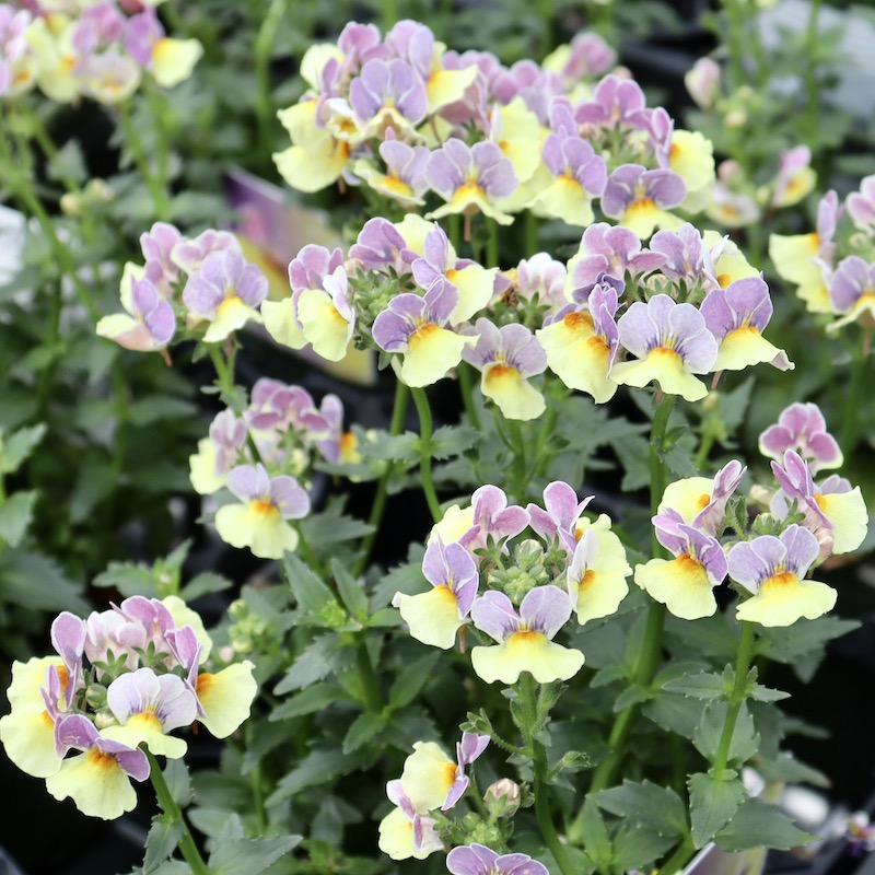 当店での越冬させたもりもり株☆ゲブラさんのネメシア・メーテル「ともえ」(3.5号ポット)