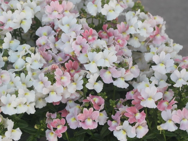 芳香宿根ネメシア・裏プレミアム「ピンク&ホワイト」(3.5号ポット)