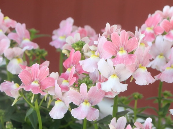 芳香宿根ネメシア・裏プレミアム「ピンク」(3.5号ポット)