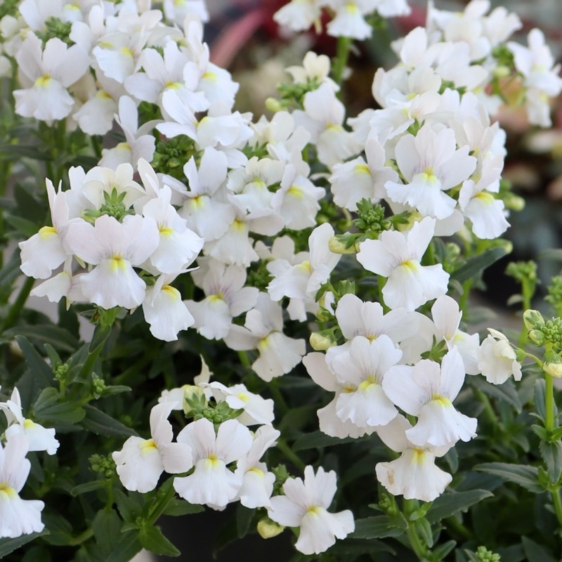 2025年秋・正式品種に♪ゲブラさんのネメシア・メーテル「スノースワン」