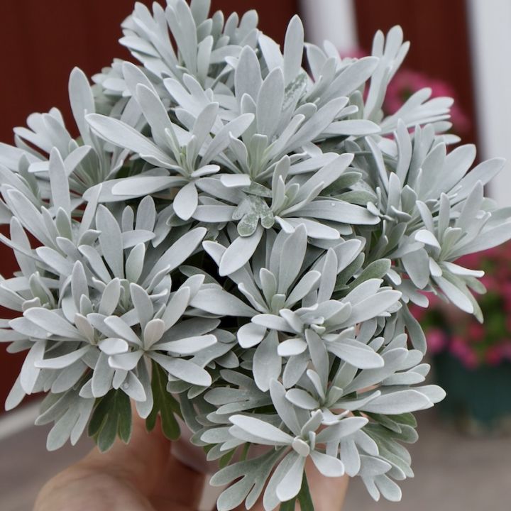 シルバーりーふ シルバー系｜葉物植物（カラーリーフ）｜ネット通販ショップ～風
