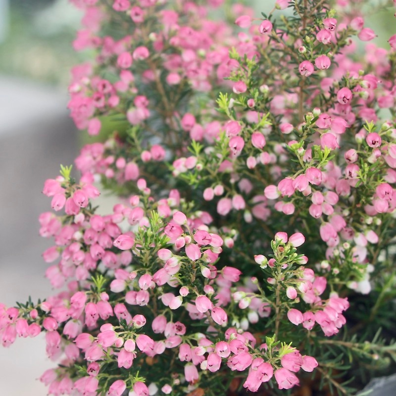 エリカ「ディープレッドパール」