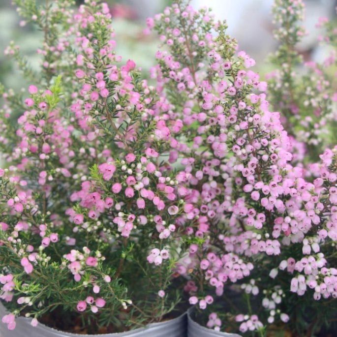 エリカ「アクアレッド」