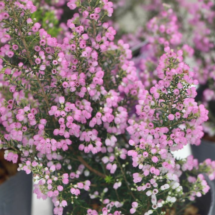 エリカ「メランセラ」