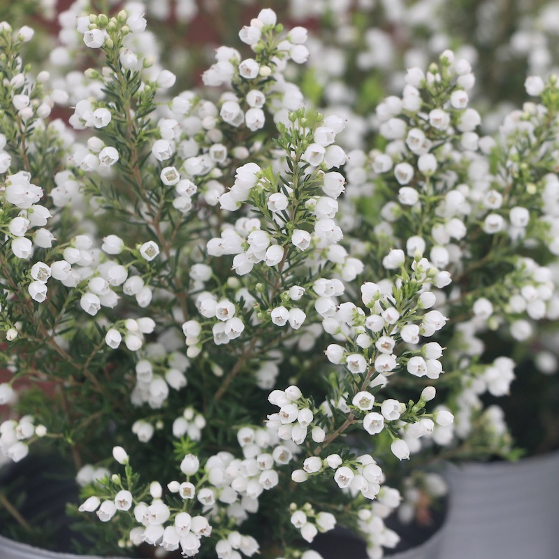 エリカ「エアリーホワイト」