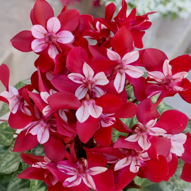 ボリューム満点株♪ガーデンシクラメン「ジックス」ワインレッド
