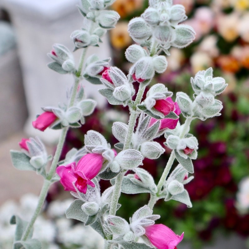 蕾ぎっしり♪開花しかけのピティロディア・フェアリーピンク