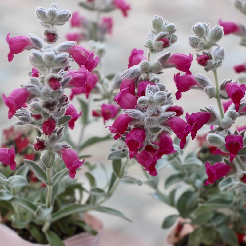 蕾ぎっしり♪間もなく開花しそうなピティロディア・フェアリーピンク