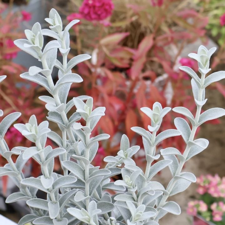 シルバー系｜葉物植物（カラーリーフ）｜ネット通販ショップ～風