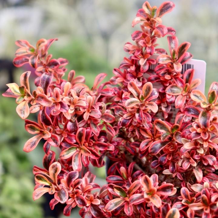 コプロスマ「レインボーサプライズ」