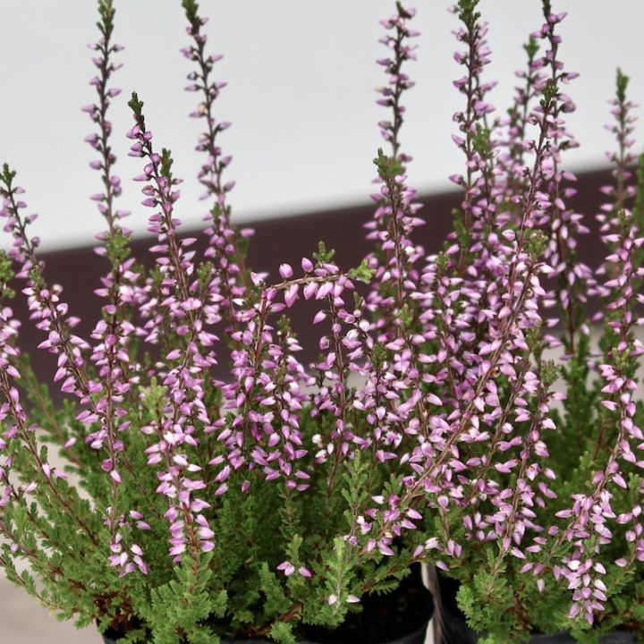 現品画像で色を選べる!! カルーナ・ガーデンガールズ〔25-03〕