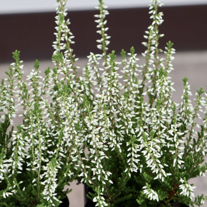 現品画像で色を選べる!! カルーナ・ガーデンガールズ(ジュエルドロップス)〔25-05〕