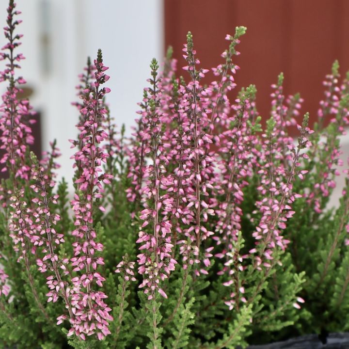 植物（花苗・植物）をピンク系の色から選ぶ｜ネット通販ショップ