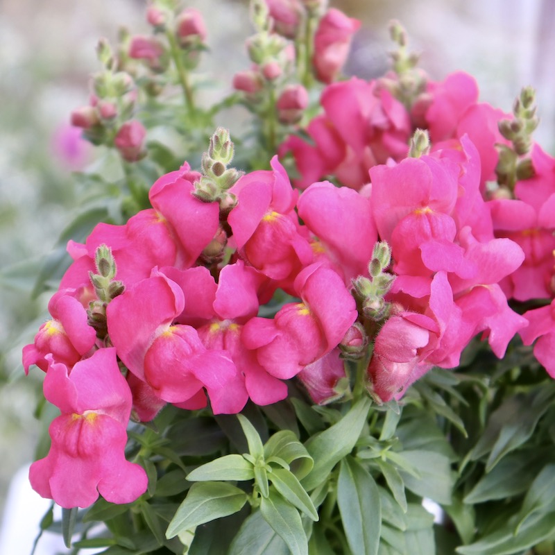 キンギョソウ・キャンディトップス「ローズピンク」