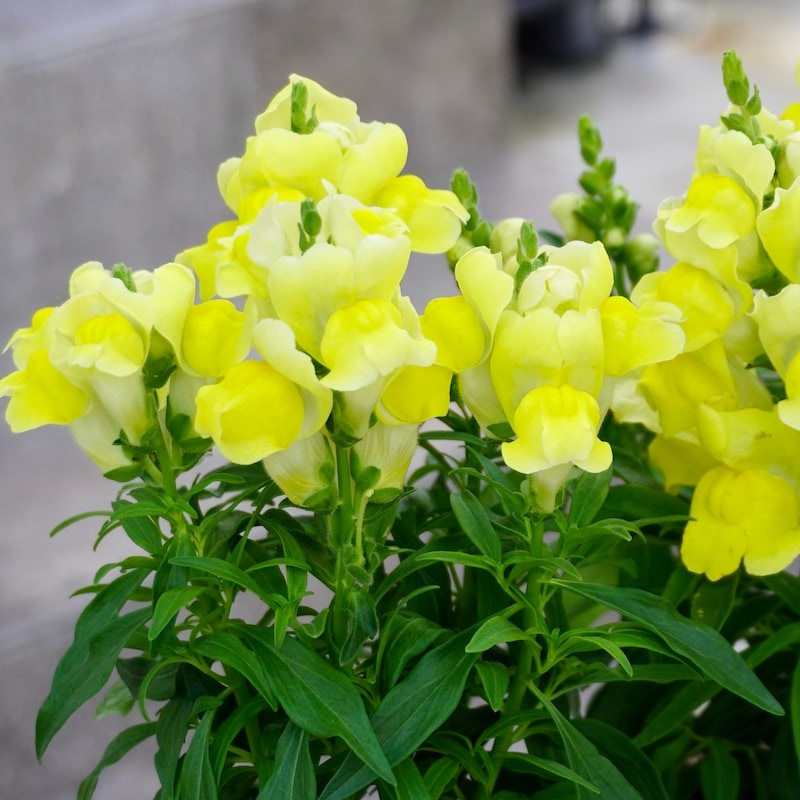 キンギョソウ・キャンディトップス「イエロー」