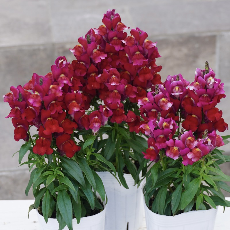 キンギョソウ・キャンディトップス「レッド」