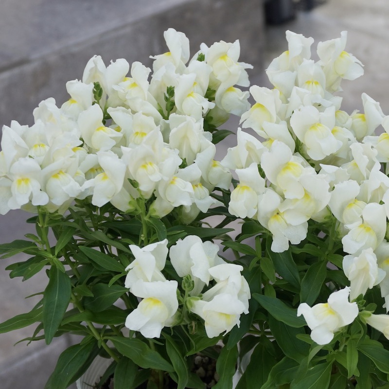 キンギョソウ・キャンディトップス「ホワイト」