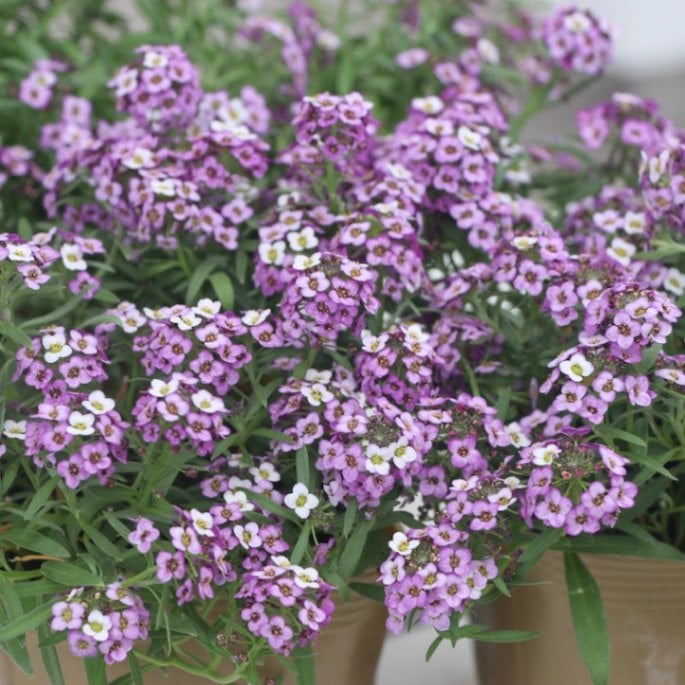 栄養系アリッサム「ラベンダーストリーム」(3.5号ポット)