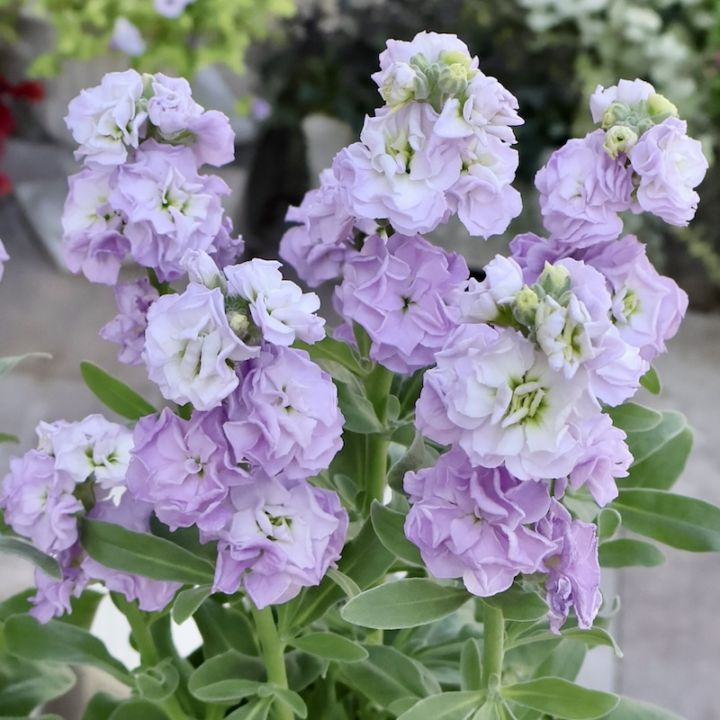 遂に匠の超良株入荷☆八重咲きストック・ベイビー「マリン」(3号ロングポット)