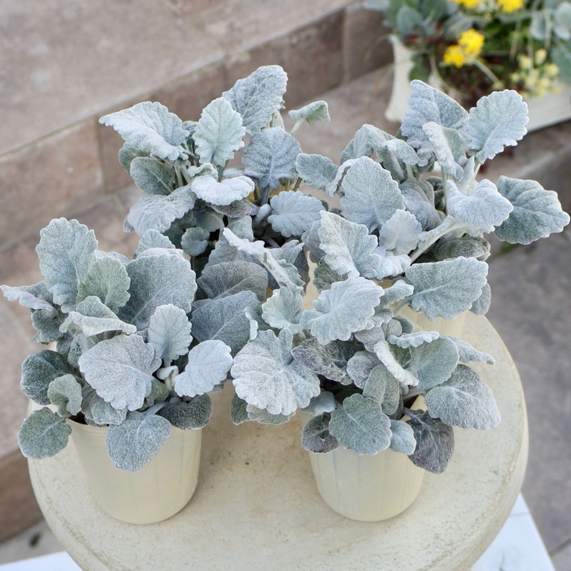 綺麗な超良株♪よく分枝した3株植え!!シロタエギク「ニュールック」(2.5号ロングポット)