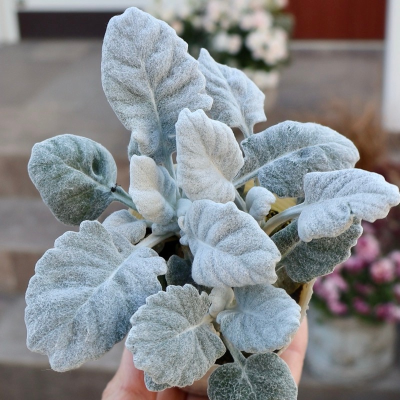 綺麗♪よく分枝した3株植え!!シロタエギク「ニュールック」(2.5号ロングポット)