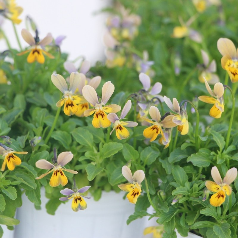 極小輪ビオラ「フィーリー」アンティークカラー(2.5号ロングポット)