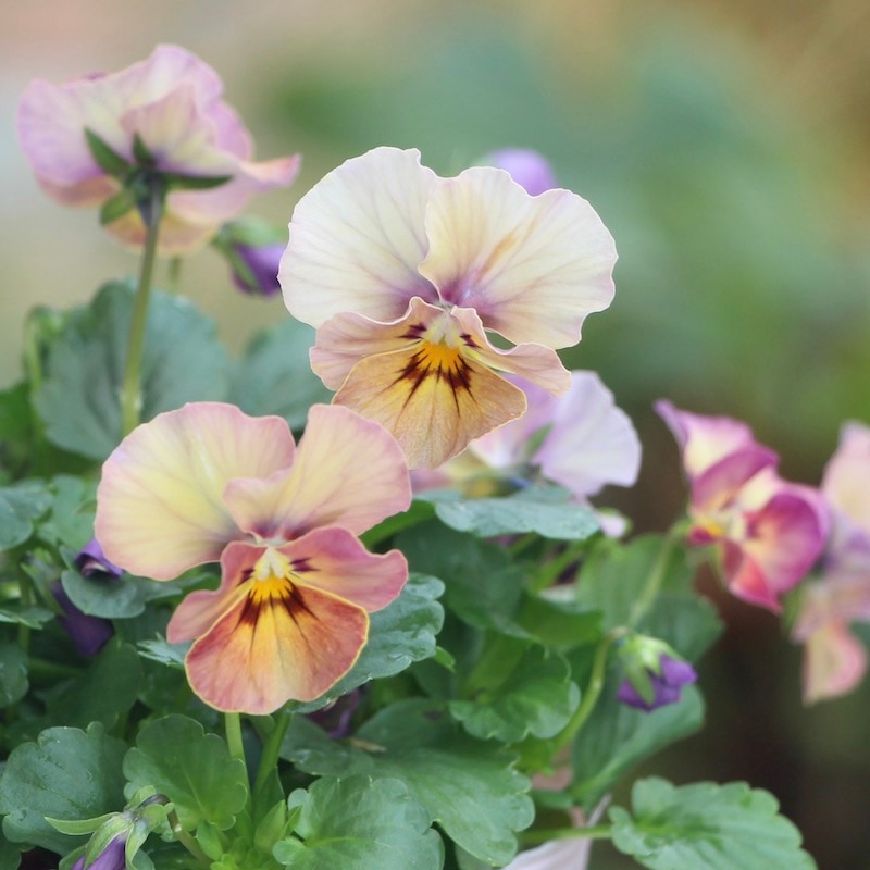 花夢園芸さんのオリジナルビオラ☆現品1点物＜29番＞