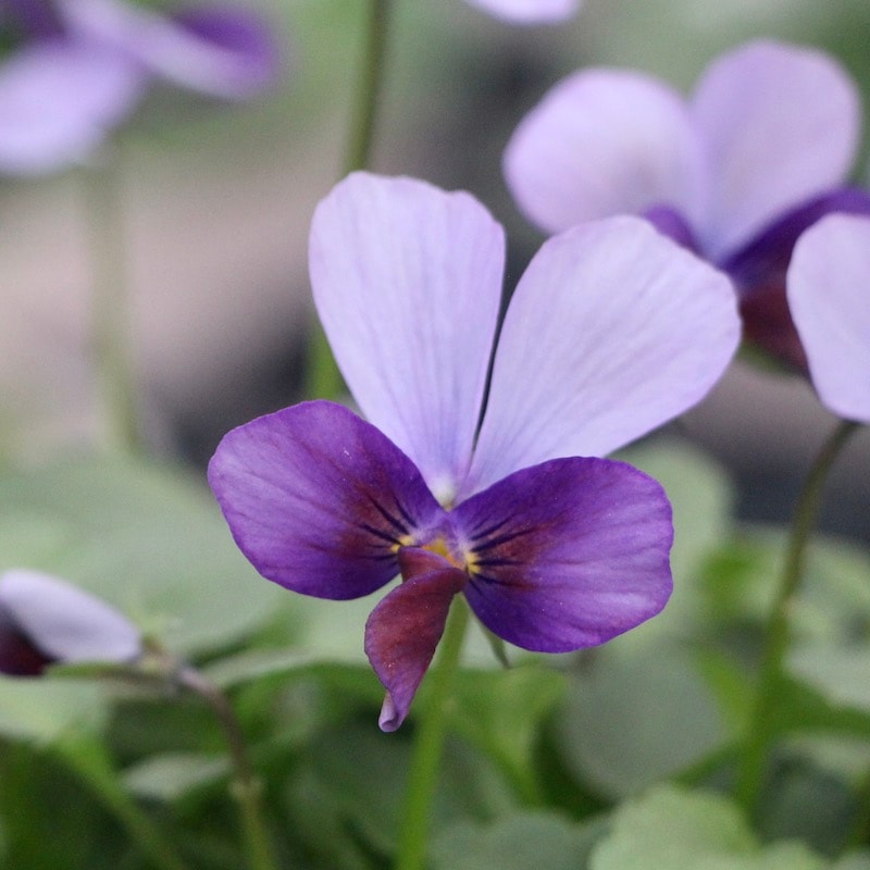 現品!! コウロギさん育種ビオラ「NOBUKOセレクション」＜21-02＞(3.5号ポット)