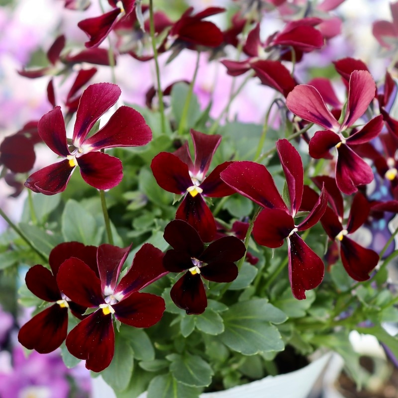 画像で花弁の色・形を選べる!! うえたビオラ「パピヨンワールド」201番