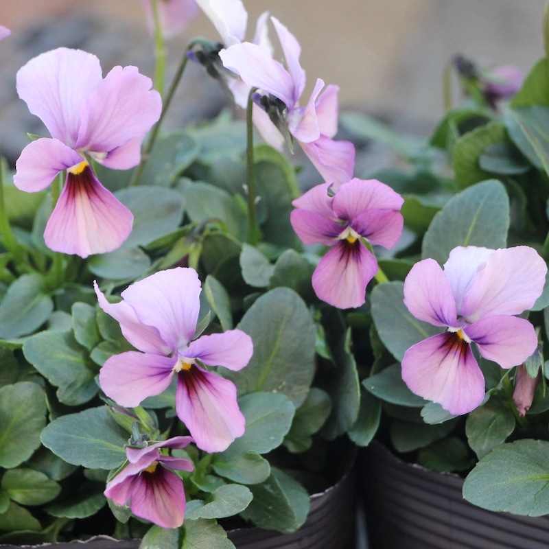 画像で花の色・形を選べる!! うえたビオラ「パピヨンワールド」21-03番