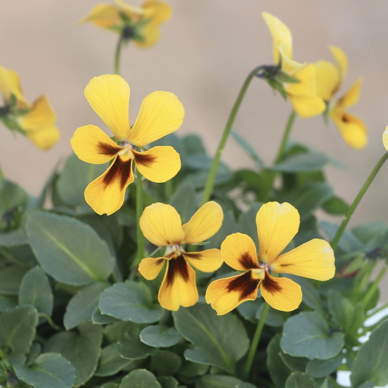 画像で花弁の色・形を選べる!!うえたビオラ「パピヨンワールド」202番　