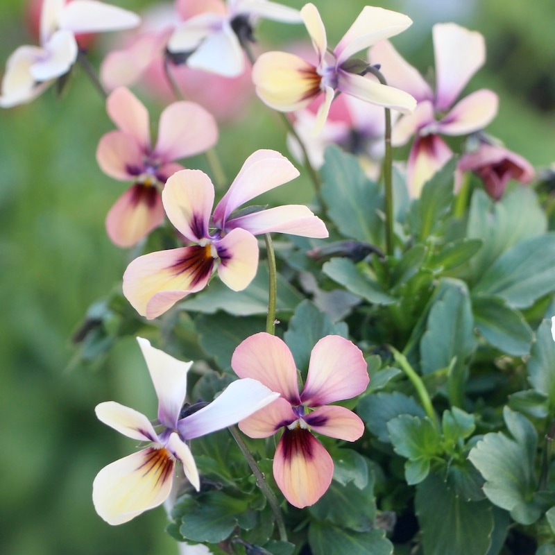 画像で花弁の色・形を選べる!!うえたビオラ「パピヨンワールド」21-08番