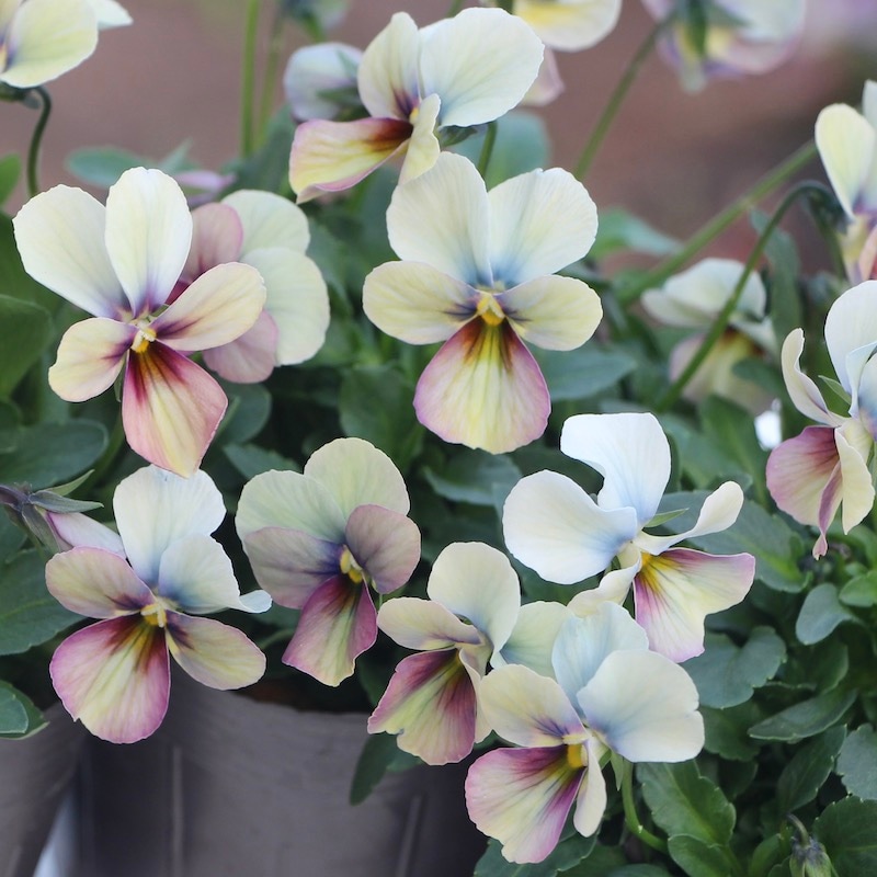 画像で花弁の色・形を選べる!!うえたビオラ「パピヨンワールド」243番