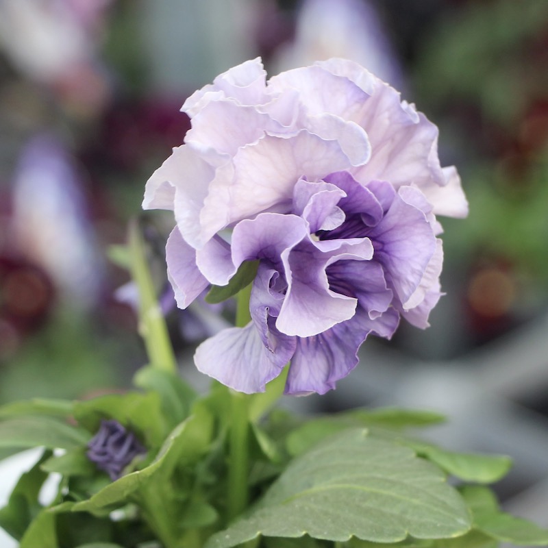 現品!! コウロギさん育種ビオラ「NOBUKOセレクション」＜21-10＞(3.5号ポット)