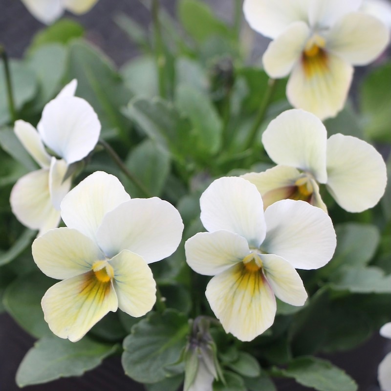 画像で花弁の色・形を選べる!!うえたビオラ「パピヨンワールド」225番