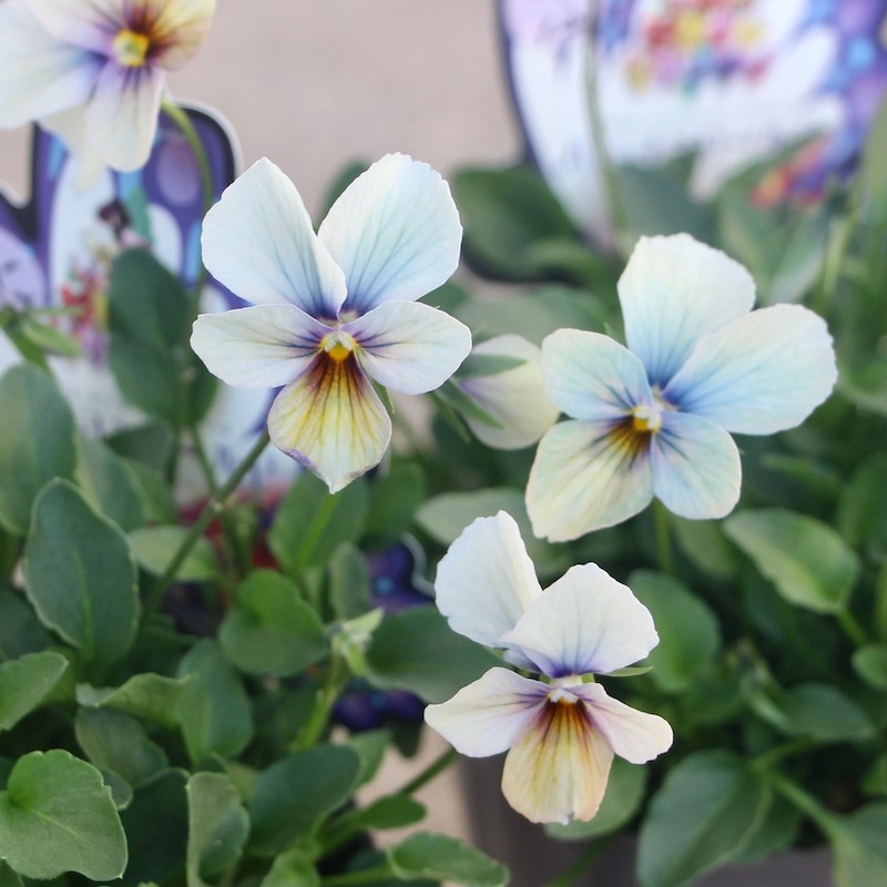 画像で花弁の色・形を選べる!!うえたビオラ「パピヨンワールド」227番