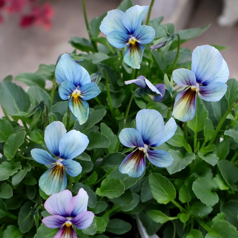 プレミアムカラー》画像で花の色・形を選べる!!うえたビオラ「パピヨン