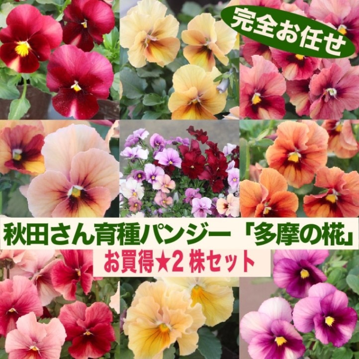 ちょっとお得★お任せ2株セット♪ 2024年で生産終了☆秋田さん育種パンジー・最後の「多摩の椛」【色選択不可】