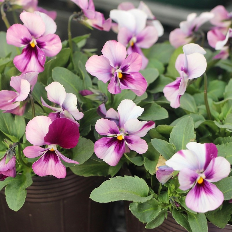 画像の現品!! うえたビオラ「パピヨンワールド」21-18番(3.5号ポット)