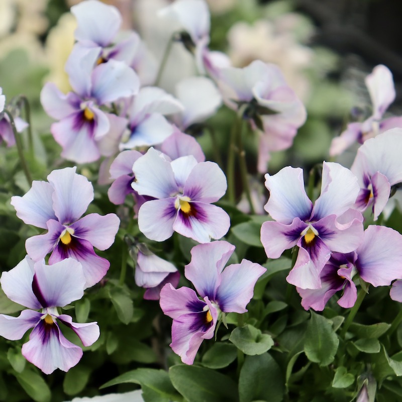 画像で花弁の色・形を選べる!!うえたビオラ「パピヨンワールド」109番