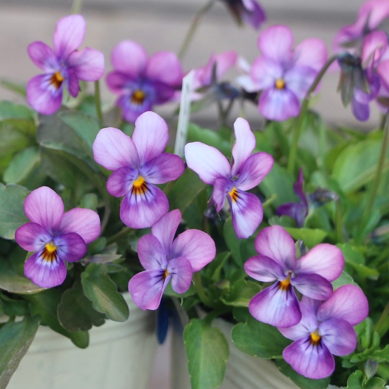 秋田さんの極小輪ビオラ「多摩の星空」