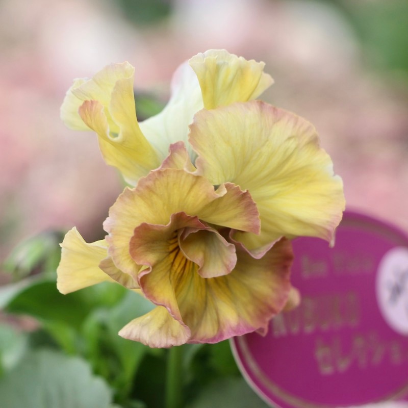 コウロギさん育種ビオラ「NOBUKOセレクション」＜21-11＞(3.5号ポット)