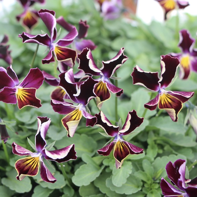 画像で花弁の色・形を選べる!!うえたビオラ「フェアリーフェネック」1番