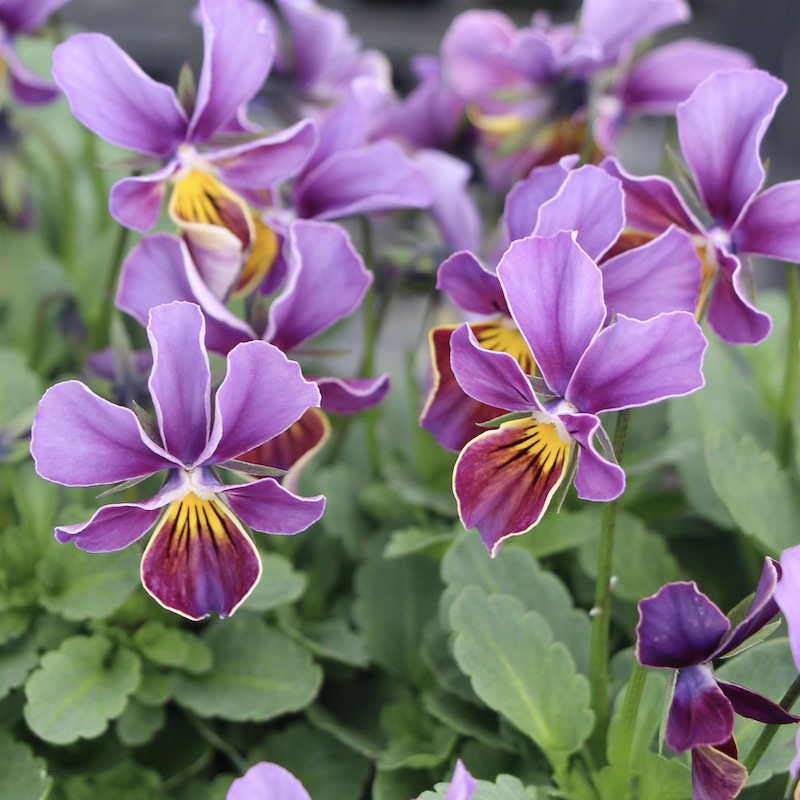 うえたビオラ「フェアリーフェネック」2番(3.5号ポット)